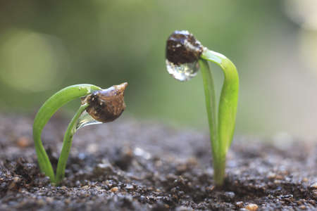 Sprout of the spinachの写真素材