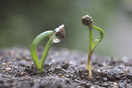 Sprout of the spinachの写真素材