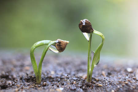 Sprout of the spinachの写真素材