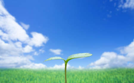 Green sprout against blue sky  の写真素材