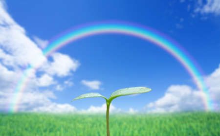 Green sprout against blue sky with rainbowの写真素材