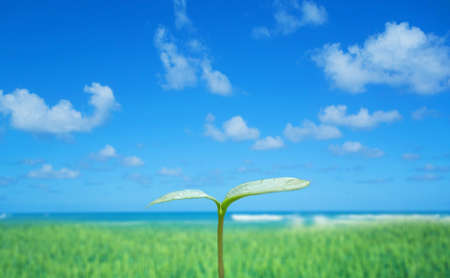 Green sprout against blue sky and oceanの写真素材