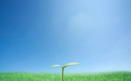 Green sprout against blue sky  の写真素材