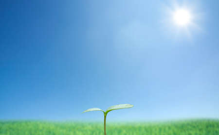  Green sprout against blue sky and sunの写真素材