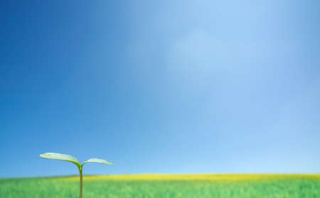 Green sprout against blue sky  の写真素材