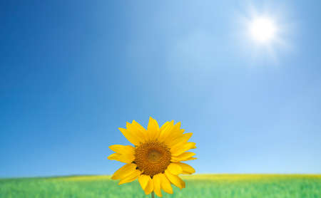sunflowers with blue sky and sunburstの写真素材