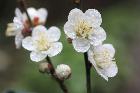 Ume Japanese plum-blossomの写真素材