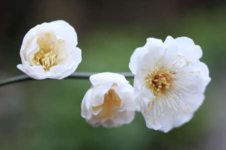 Ume Japanese plum-blossomの写真素材