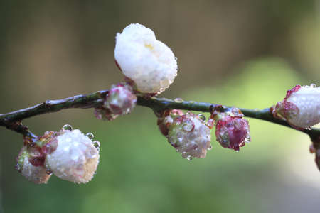 Ume Japanese plum-blossomの写真素材
