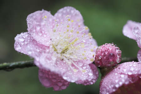 Ume Japanese plum-blossomの写真素材