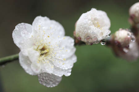 Ume Japanese plum-blossomの写真素材