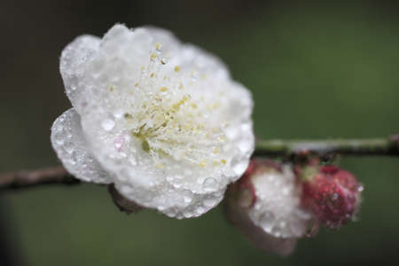 Ume Japanese plum-blossomの写真素材