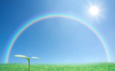  Green sprout against blue sky and rainbowの写真素材