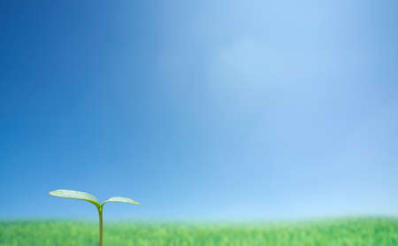 Green sprout against blue sky. の写真素材