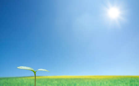  Green sprout against blue sky and sunの写真素材