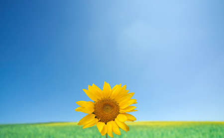 sunflowers with blue sky and sunburst
の写真素材