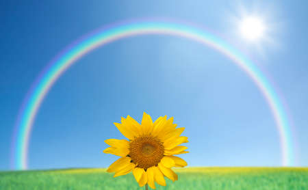 sunflowers with blue sky and rainbowの写真素材