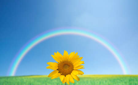 sunflowers with blue sky and rainbowの写真素材
