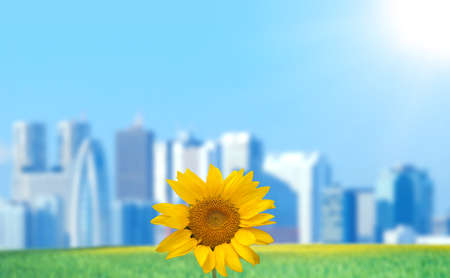 sunflower with cityscape and sunの写真素材