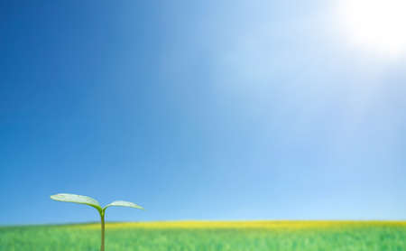  Green sprout against blue sky and sunの写真素材