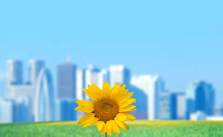 sunflower with cityscape and sunの写真素材