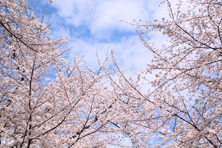 Sakura full bloomの写真素材