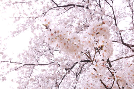 Sakura full bloomの写真素材