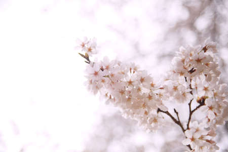Sakura full bloomの写真素材