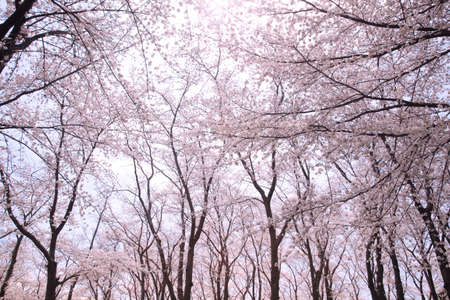 Sakura full bloomの写真素材