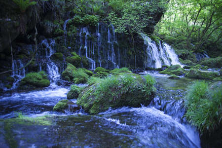 Stream in green forestの写真素材