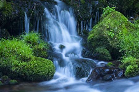 Stream in green forestの写真素材