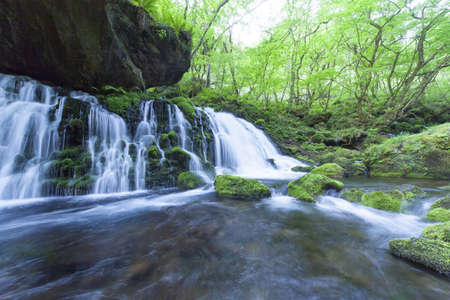 Stream in green forestの写真素材