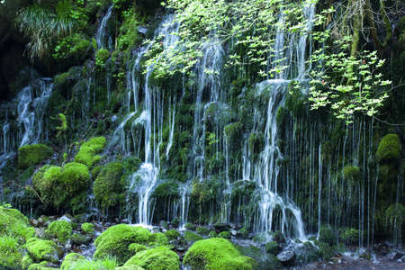 Stream in green forest