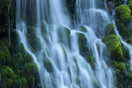 Stream in green forestの写真素材