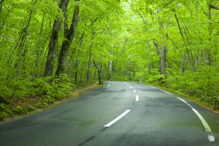 Road in a green forestの写真素材