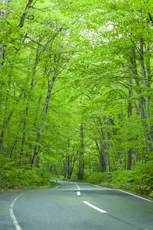 Road in a green forestの写真素材