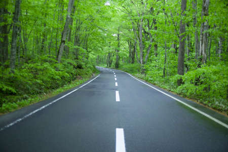 Road in a green forestの写真素材