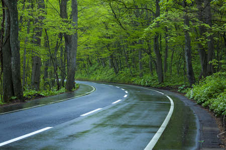 Road in a green forestの写真素材