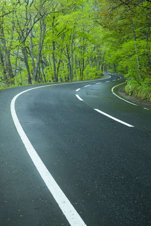 Road in a green forest