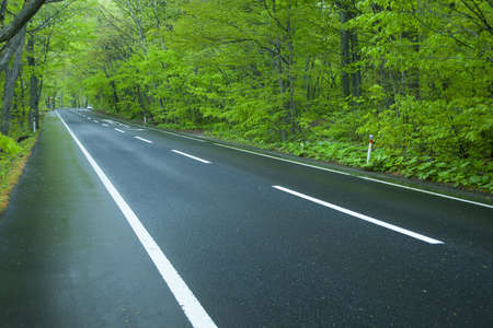 Road in a green forestの写真素材
