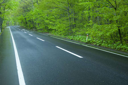 Road in a green forestの写真素材