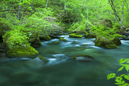 Stream in green forestの写真素材