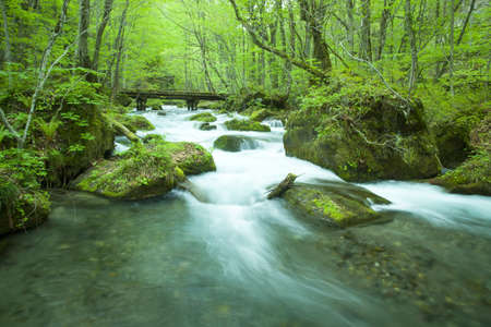 Stream in green forestの写真素材