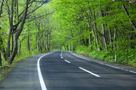 Road in a green forestの写真素材