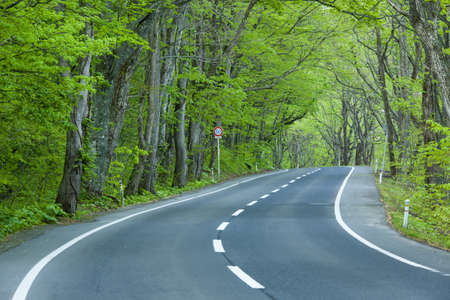 Road in a green forestの写真素材