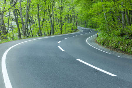 Road in a green forestの写真素材