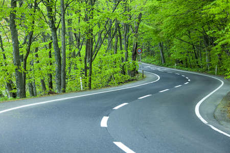 Road in a green forestの写真素材