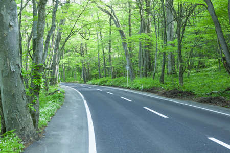 Road in a green forestの写真素材