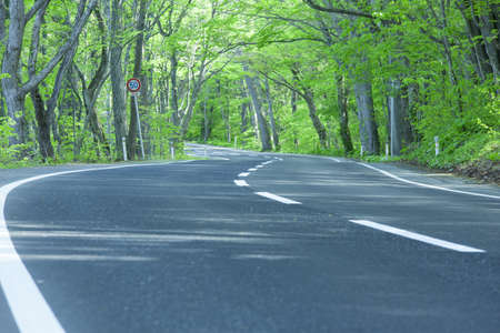 Road in a green forestの写真素材