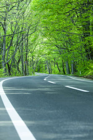 Road in a green forestの写真素材